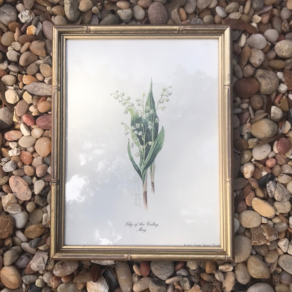 🤩VINTAGE BOTANICAL PRINT🤩